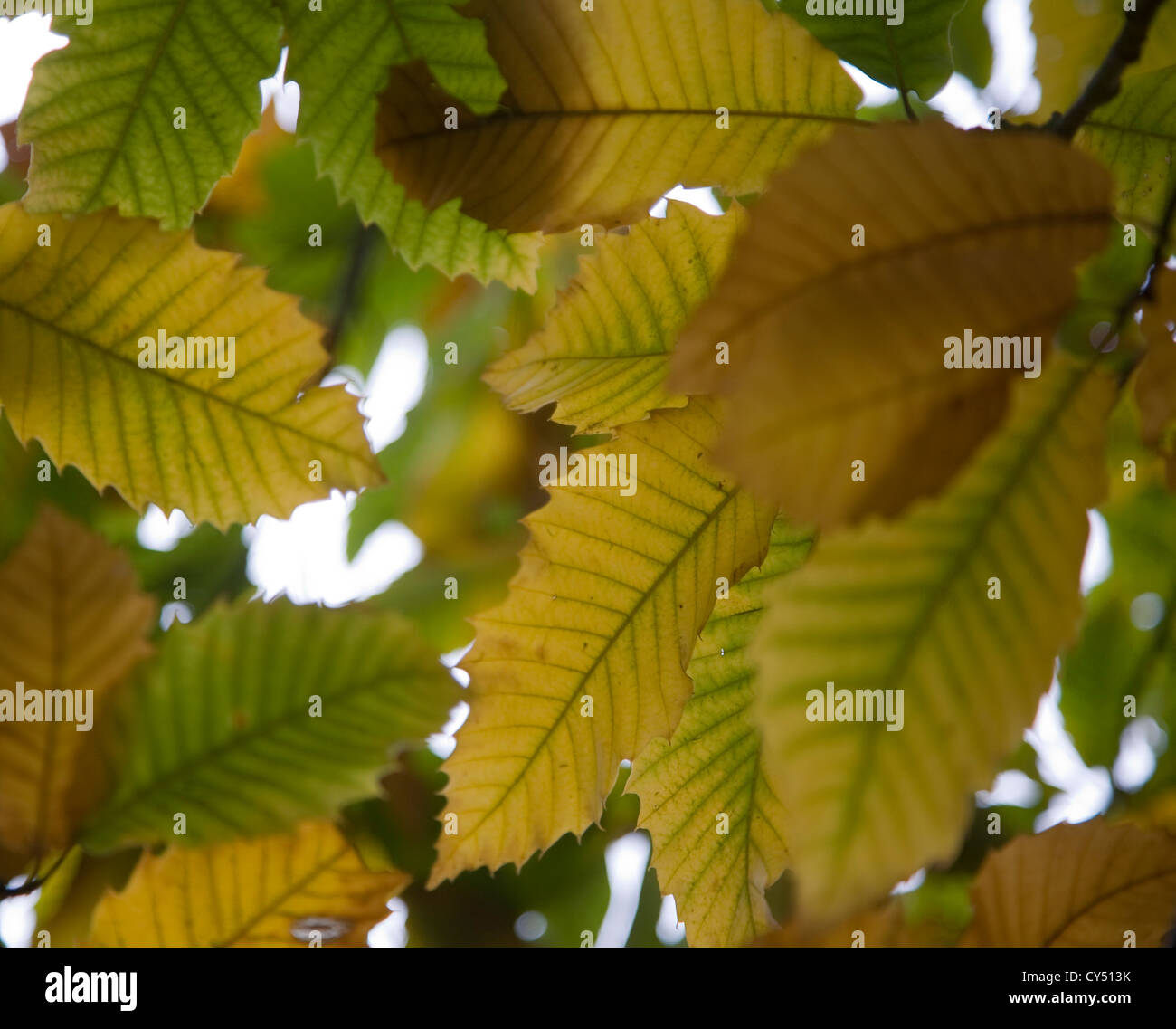 Foglie di autunno Castanea sativa castagno Foto Stock
