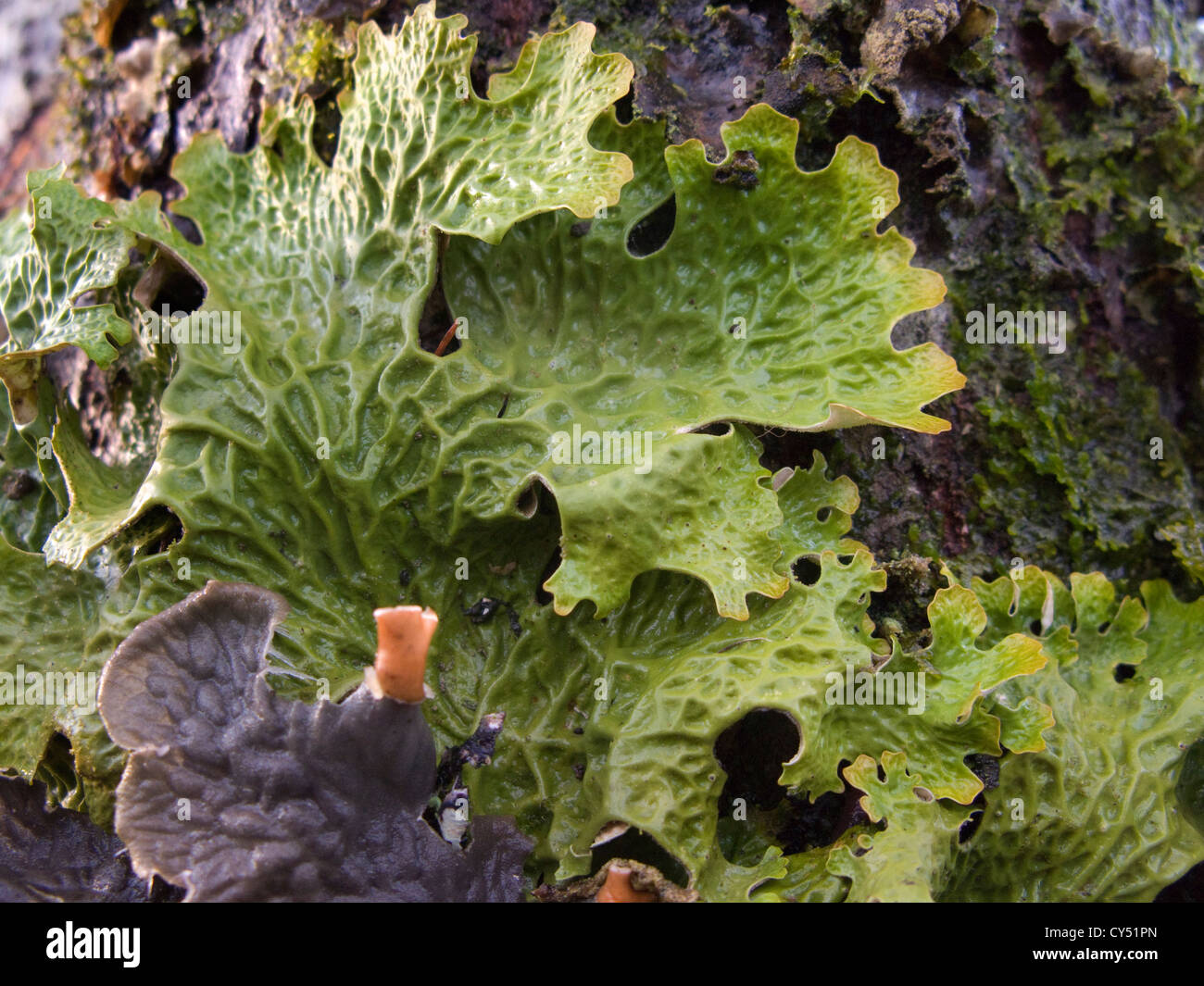 Epiphytic frondoso lichen lobaria pulmonaria che cresce su un albero Foto Stock