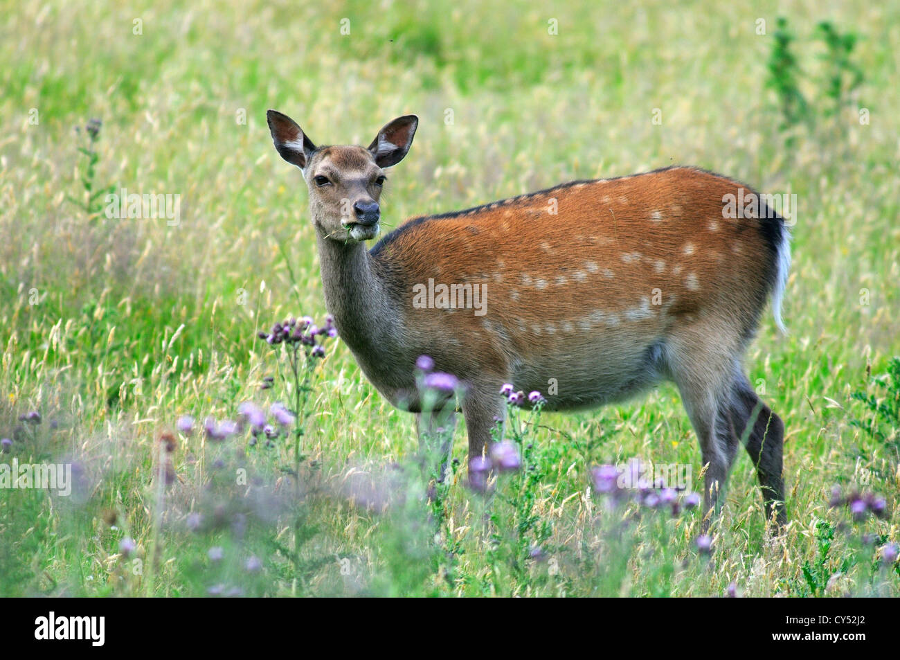 Un sika hind in pascolo ruvida Dorset Regno Unito Foto Stock