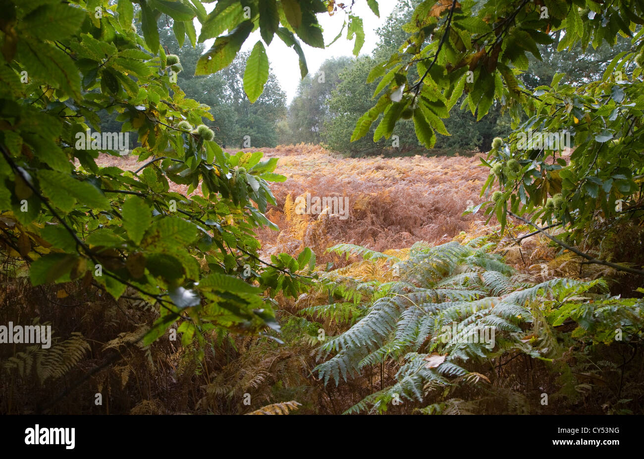 Bracken Pteridium foglie di felce colori autunnali brughiera Sutton Heath, Suffolk, Inghilterra Foto Stock