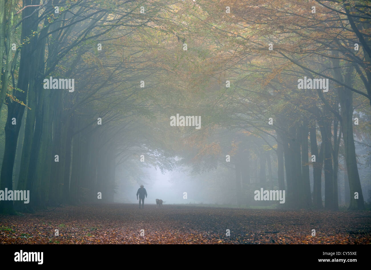 Dog Walker nella nebbia Autunnale Ottobre NORFOLK REGNO UNITO Foto Stock