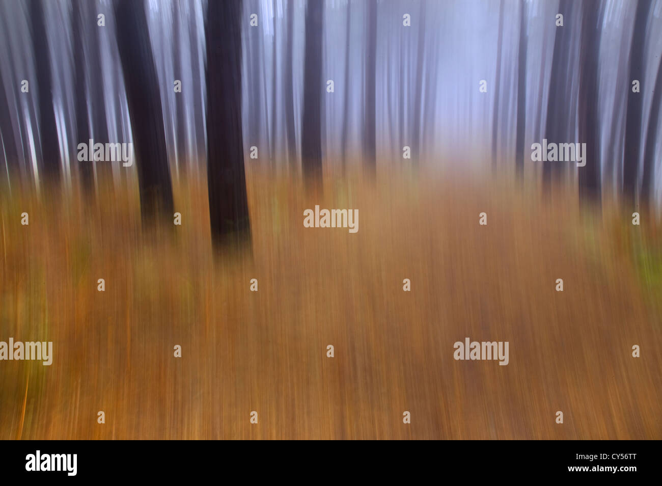 Vista astratta di Bosco in autunno la nebbia ottobre NORFOLK REGNO UNITO Foto Stock