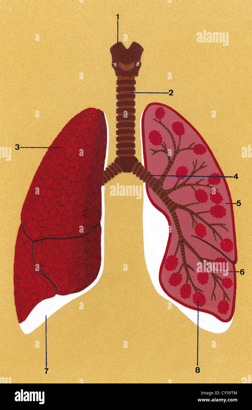 Il sistema respiratorio. Disegno schematico della trachea e dei polmoni. Disegno. Colore. Foto Stock