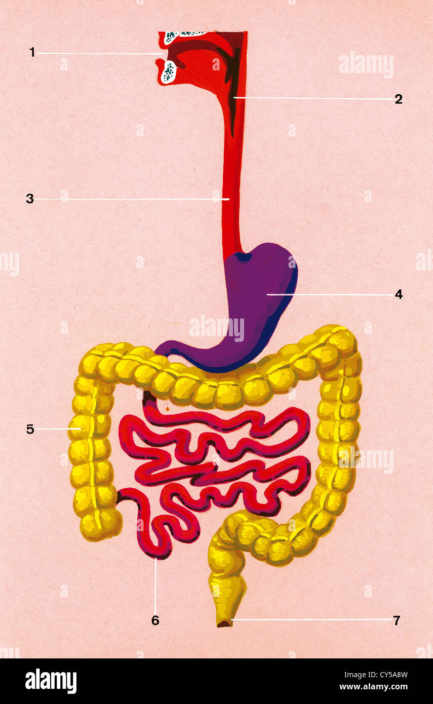 Sistema Digestivo Disegno Schematico Della Posizione Occupata Dagli Organi Del Corpo Umano Disegno Colore Foto Stock Alamy