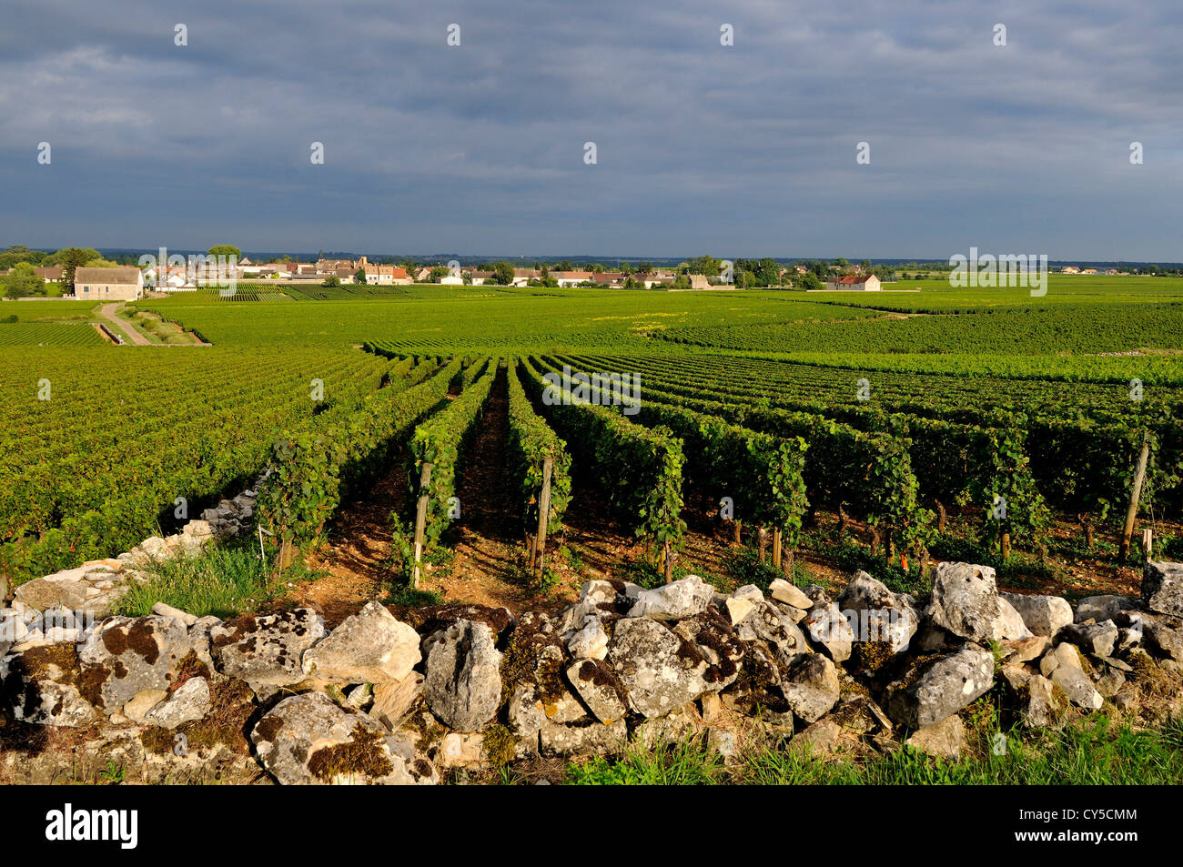 Vigneto di Puligny Montrachet.Cote d'o. La Borgogna. La Francia. Europa Foto Stock