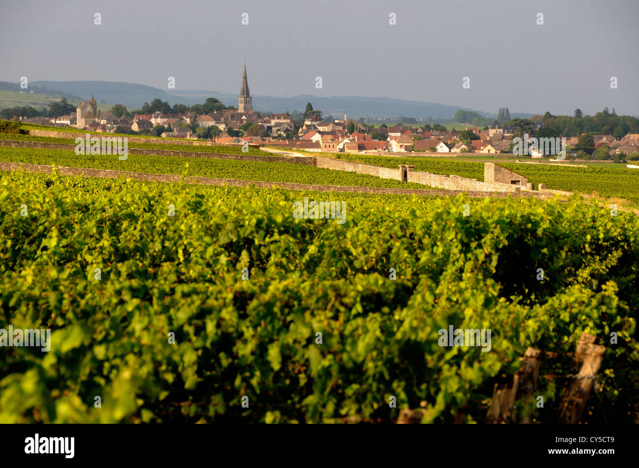 Vigneto di fronte al villaggio di Meursault, Burgundy Wine Road, Cote d'Or, Bourgogne Franche Comte, Francia, Europa Foto Stock