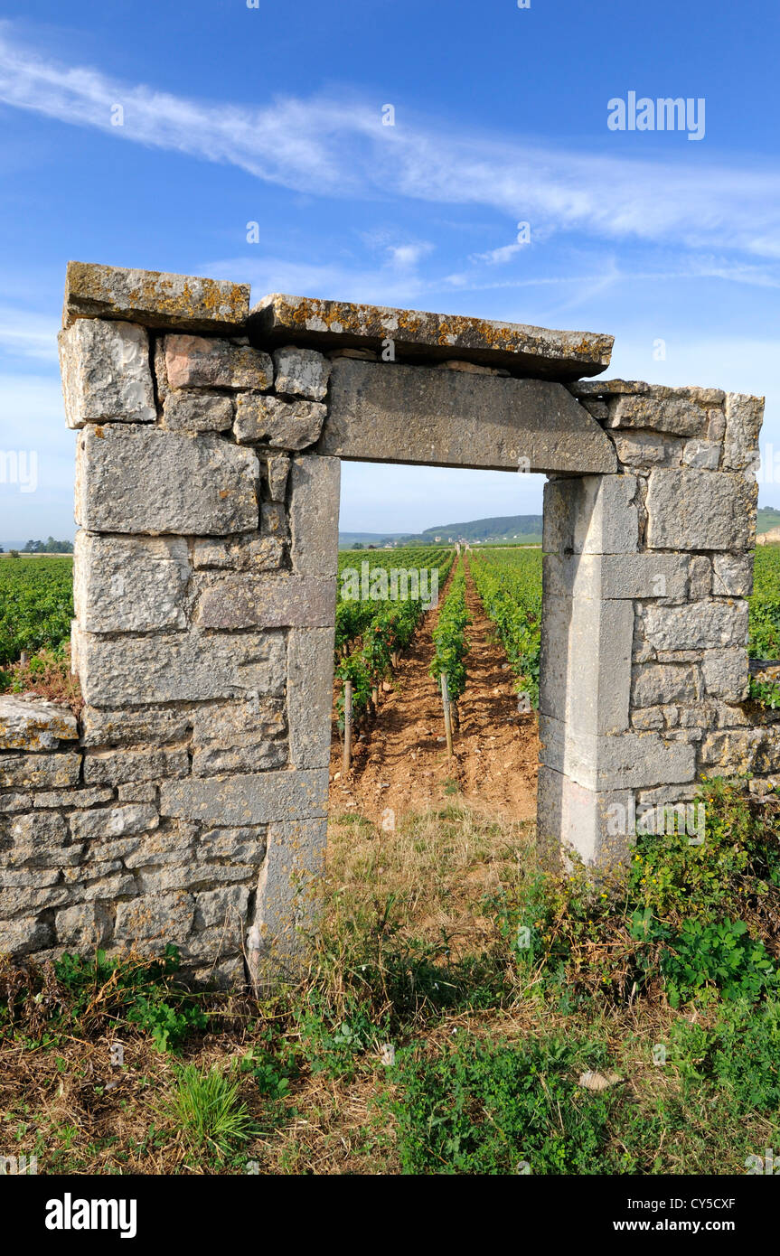 Portale della vigna della Borgogna vicino a Beaune, Cote d'Or, Francia, Europa Foto Stock