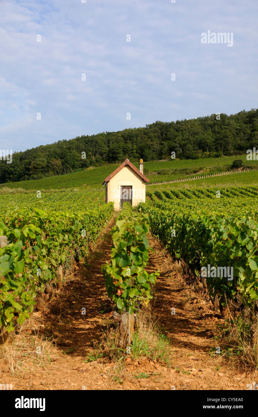 Vigneto cru Premier tra Pernand Vergelesses e Savigny les Beaune, Bourgogne Franche Comte, Francia, Europa Foto Stock
