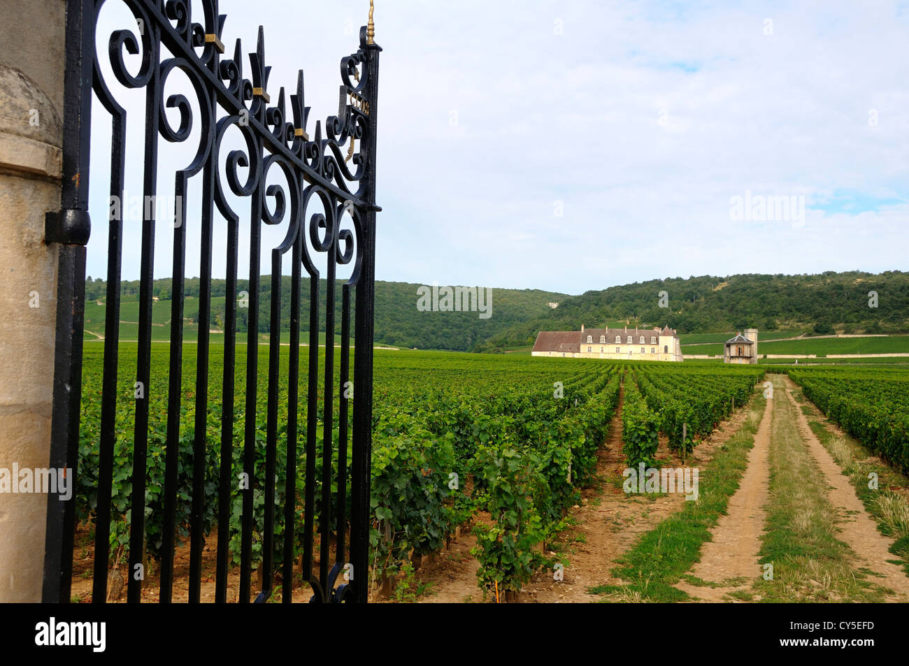 Vineyard Chateau du Clos de Vougeot, Cote d'Or, Bourgogne Franca Comte, Francia, Europa Foto Stock