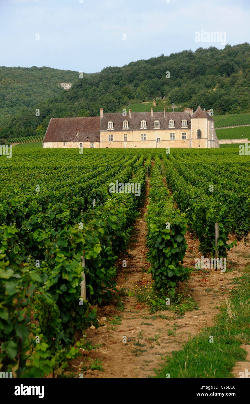 Vineyard Chateau du Clos de Vougeot, Cote d'Or, Bourgogne Franca Comte, Francia, - Foto Stock