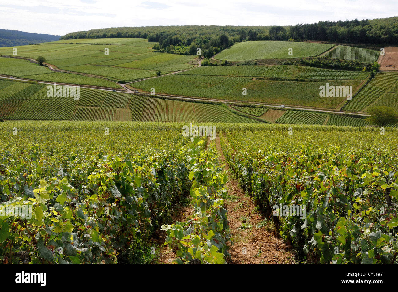 Cotes de Beaune Vineyard, Cote d'Or, Bourgogne Franca Comte , Francia, Europa Foto Stock