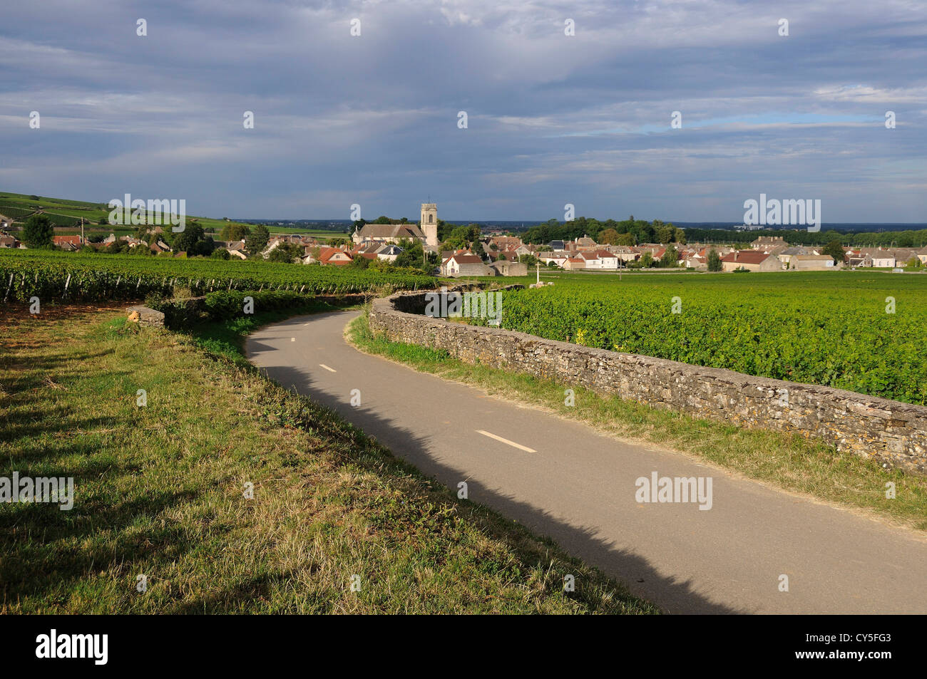 Vigneto e villaggio di Pommard, Cote d'Or, Route des Grands Crus, Borgogna, Francia Foto Stock