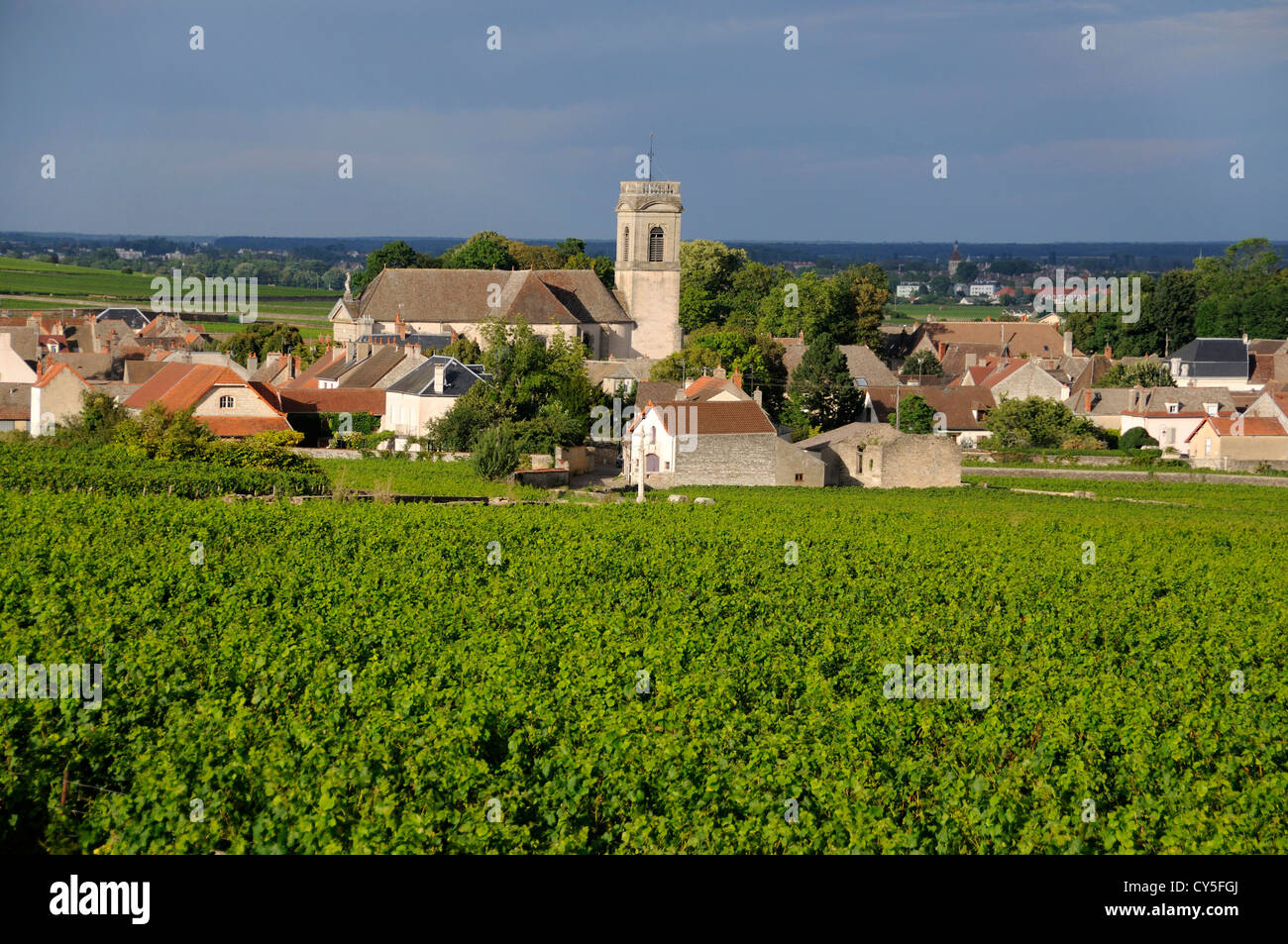 Vigneto e villaggio di Pommard, Cote d'Or, Route des grands crus, Bourgogne Franca Comte, Francia Foto Stock