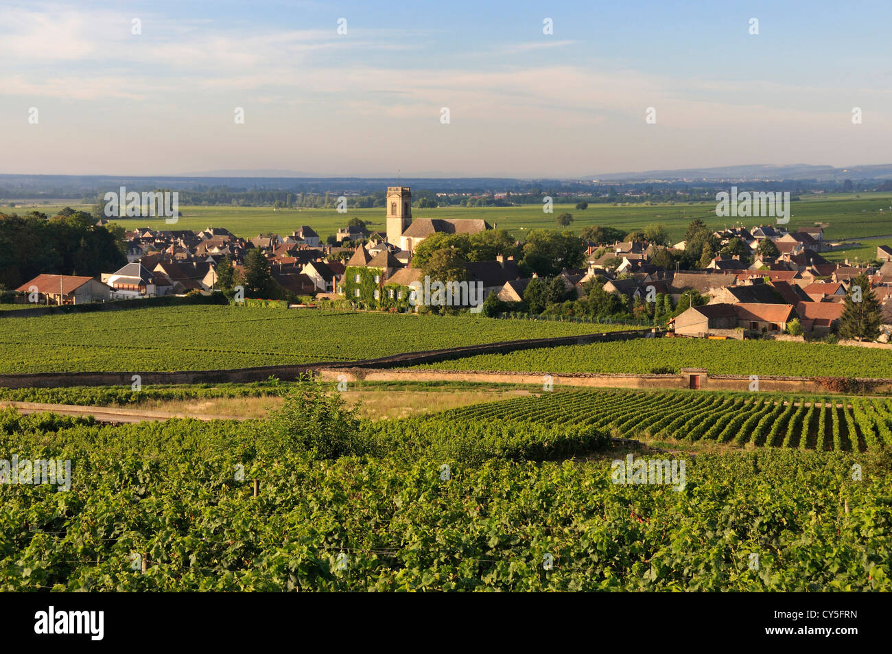 Vigneto e villaggio di Pommard (Route des grands crus), Cote d'Or, Bourgogne Franca Comte, Francia Foto Stock