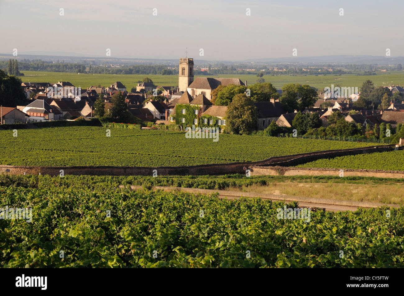 Vigneto e villaggio di Pommard (Route des grands crus), Cote d'Or, Bourgogne Franca Comte, Francia Foto Stock