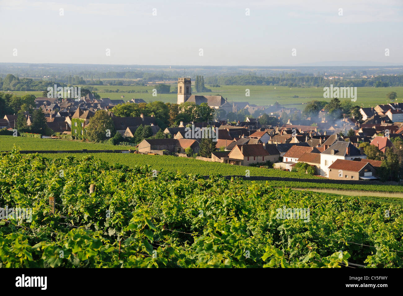 Vigneto e villaggio di Pommard (Route des grands crus), Cote d'Or, Bourgogne Franca Comte, Francia Foto Stock