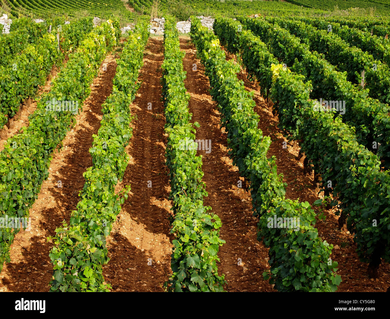 Vigna Côte de Beaune. La Borgogna .Francia Foto Stock