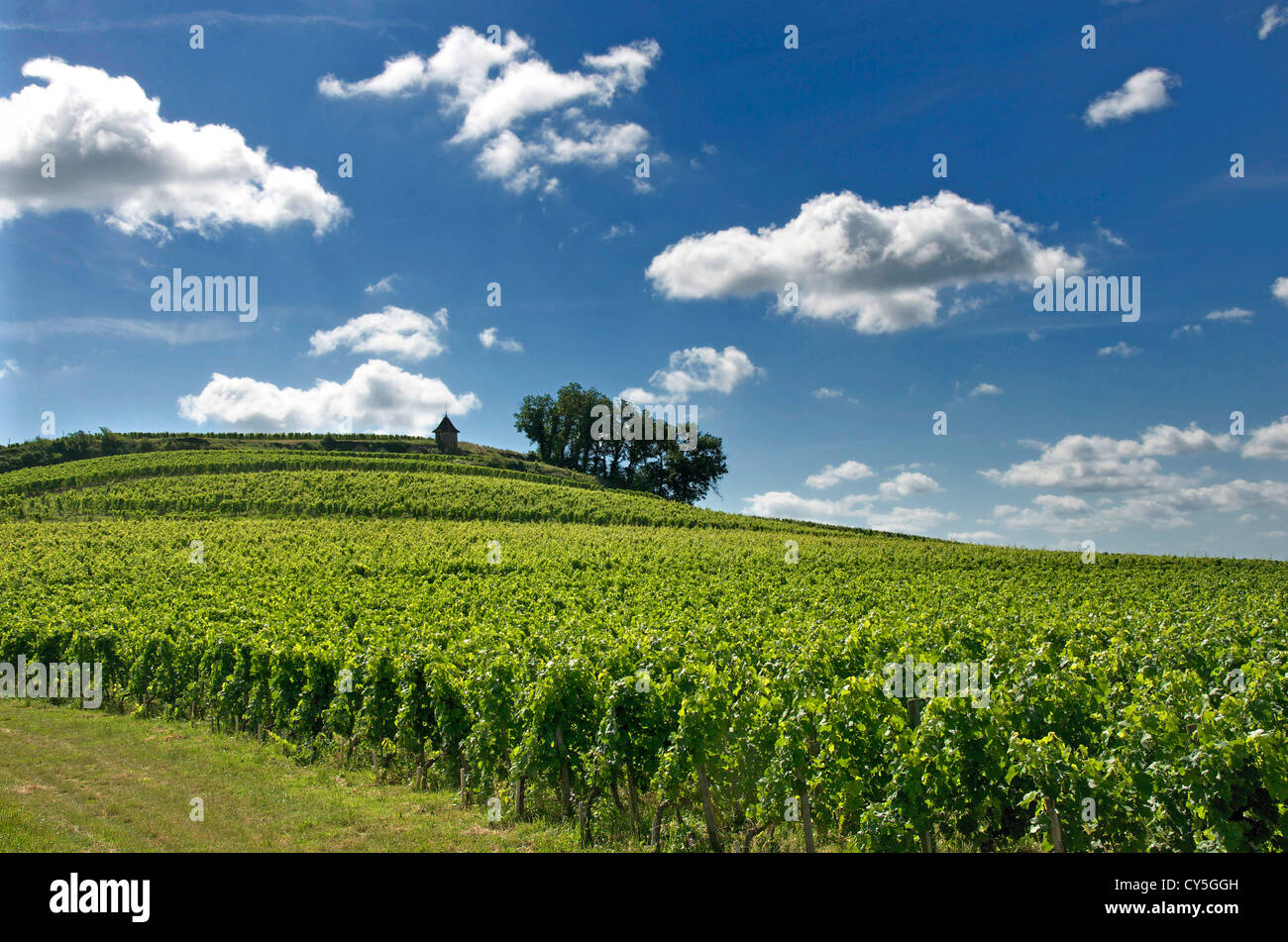 Vigneto di Saint-Emilion, Gironde, Nouvelle Aquitaine, Francia, Europa Foto Stock