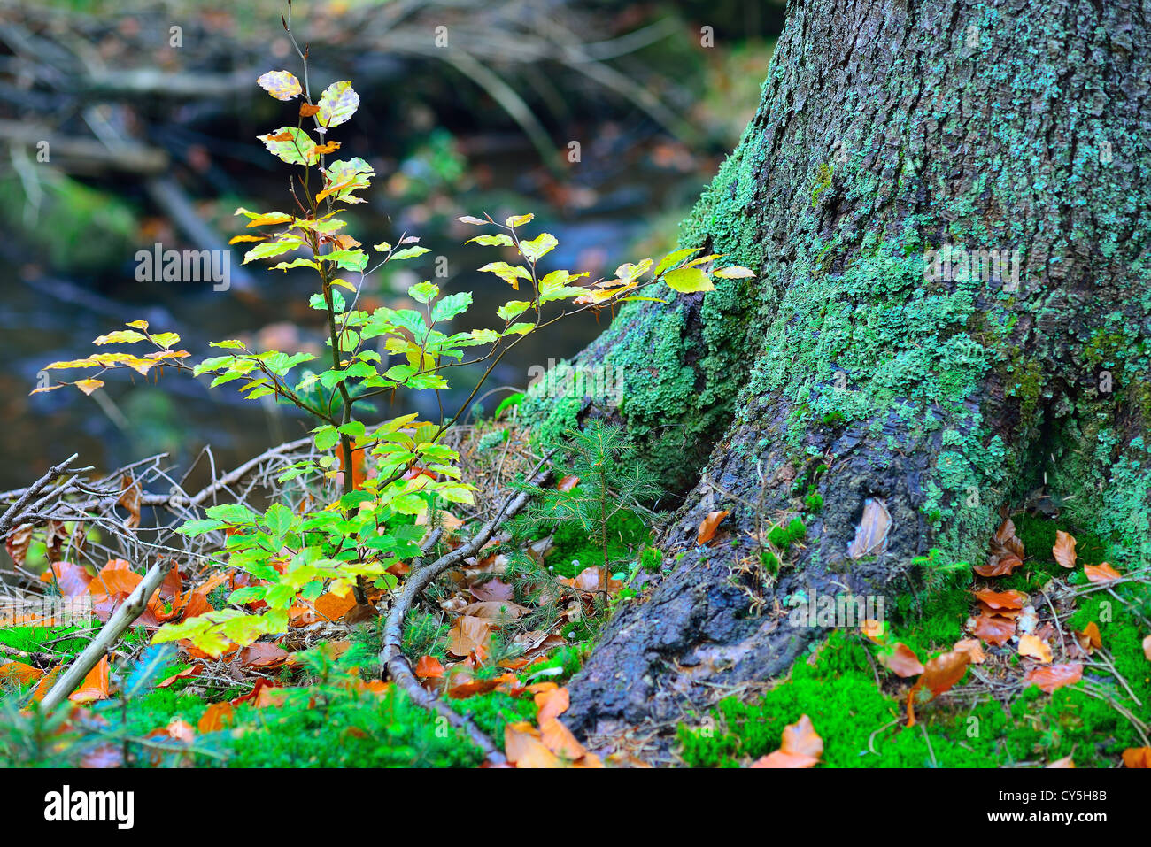 Faggio piantina in autunno crescono nei pressi di moss coperto vecchio tronco di albero Foto Stock