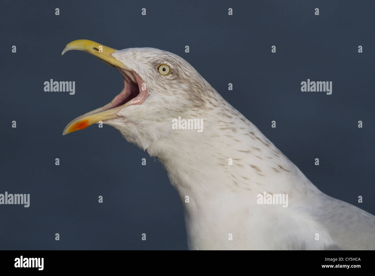 Gabbiano reale Foto Stock