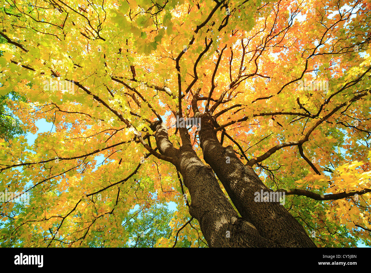 Acero colorato fogliame degli alberi nella soleggiata giornata autunnale Foto Stock