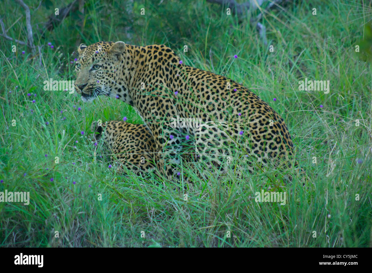 Leopardi del maggiore parco di Kruger, Sud Africa Foto Stock