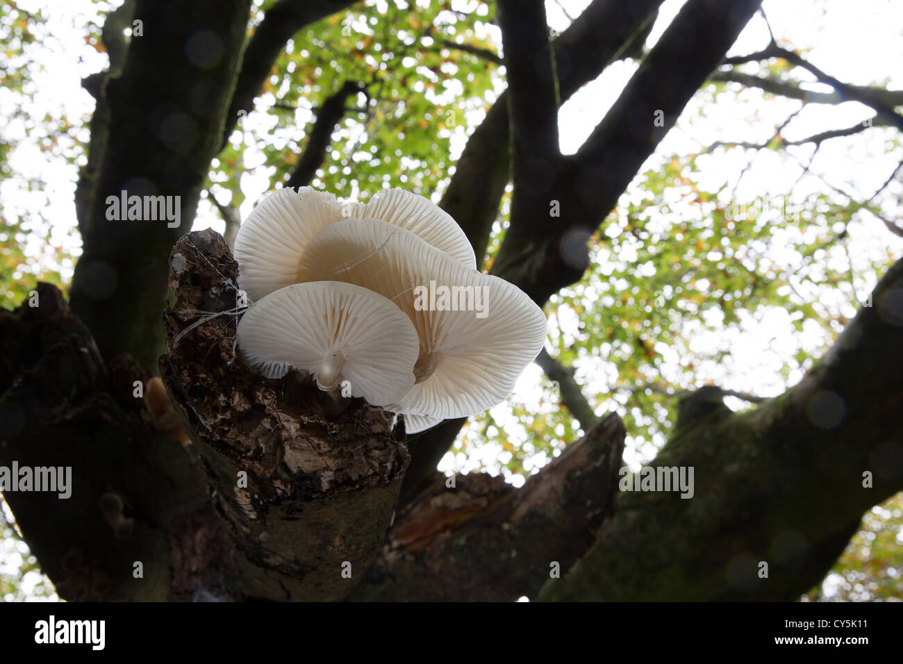 Testa a fungo di porcellana Oudemansiella mucida cresce su un caduto betulla nel bosco della Cornovaglia Foto Stock