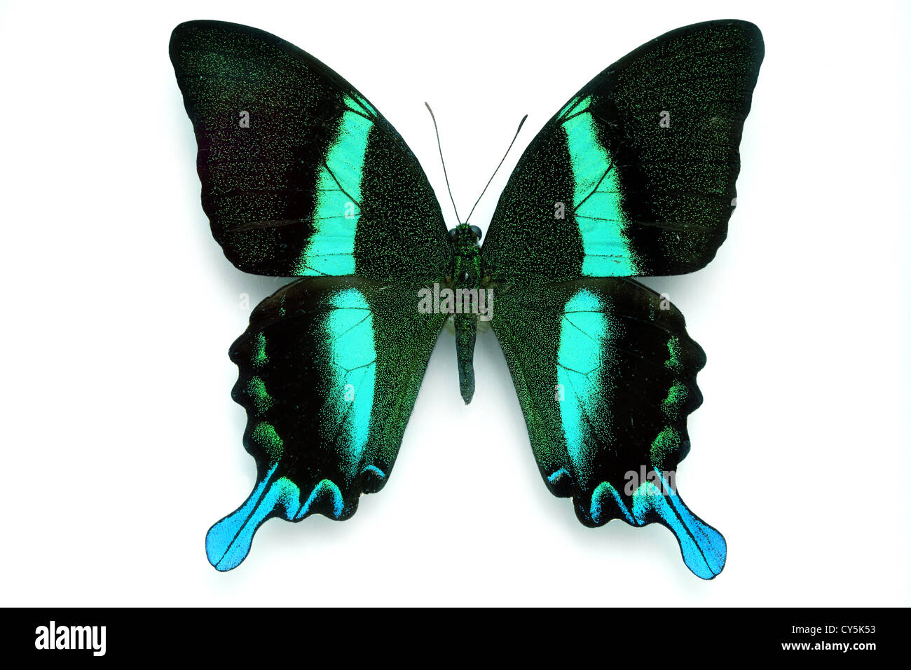 Butterfly Series - raro stupenda farfalla isolati su sfondo bianco Foto Stock