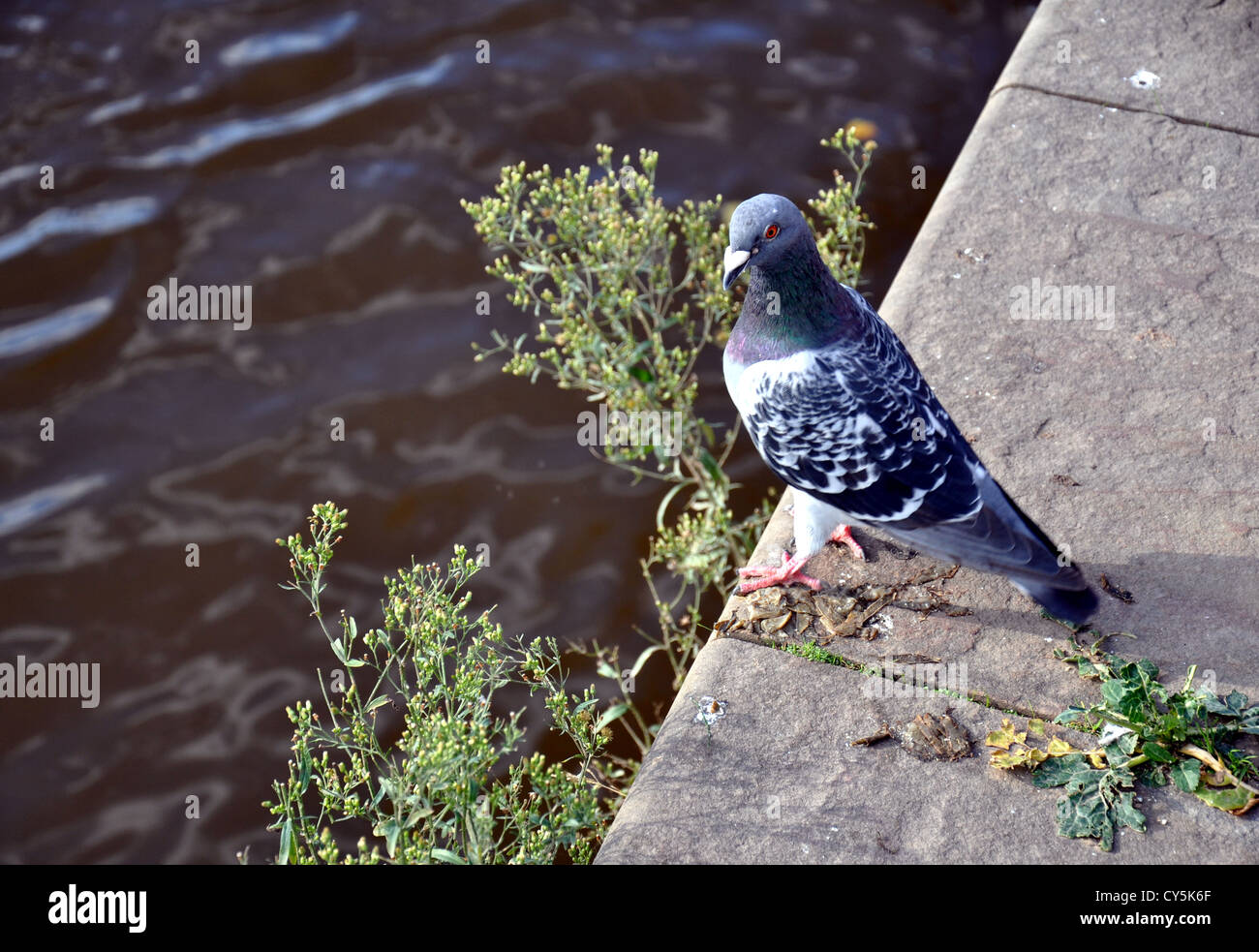 Pigeon seduti sul lungofiume, fiume Severn, Worcester Foto Stock