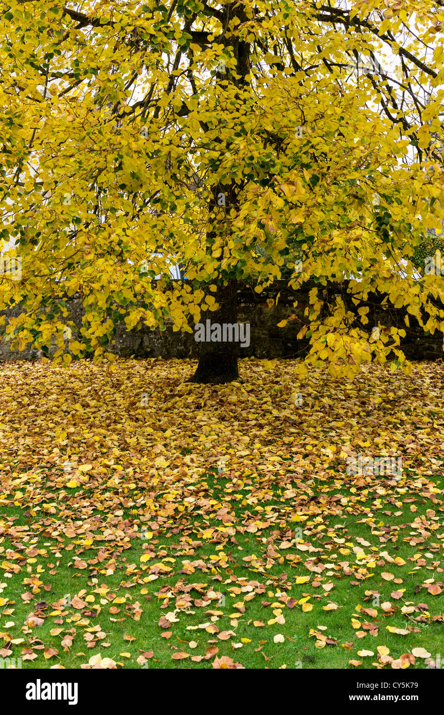 Giallo e marrone a foglie di autunno caduta su erba verde REGNO UNITO Foto Stock