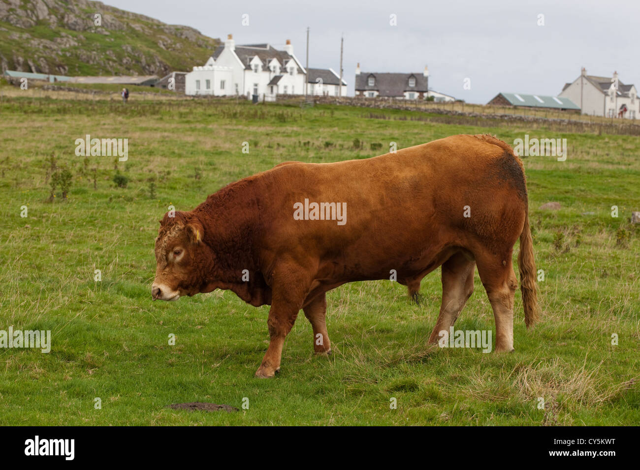 Limousin Bull (Bos taurus). Domestico di razza continentale, provenienti dal centro-sud della Francia in regioni del Limousin e Marche. Foto Stock