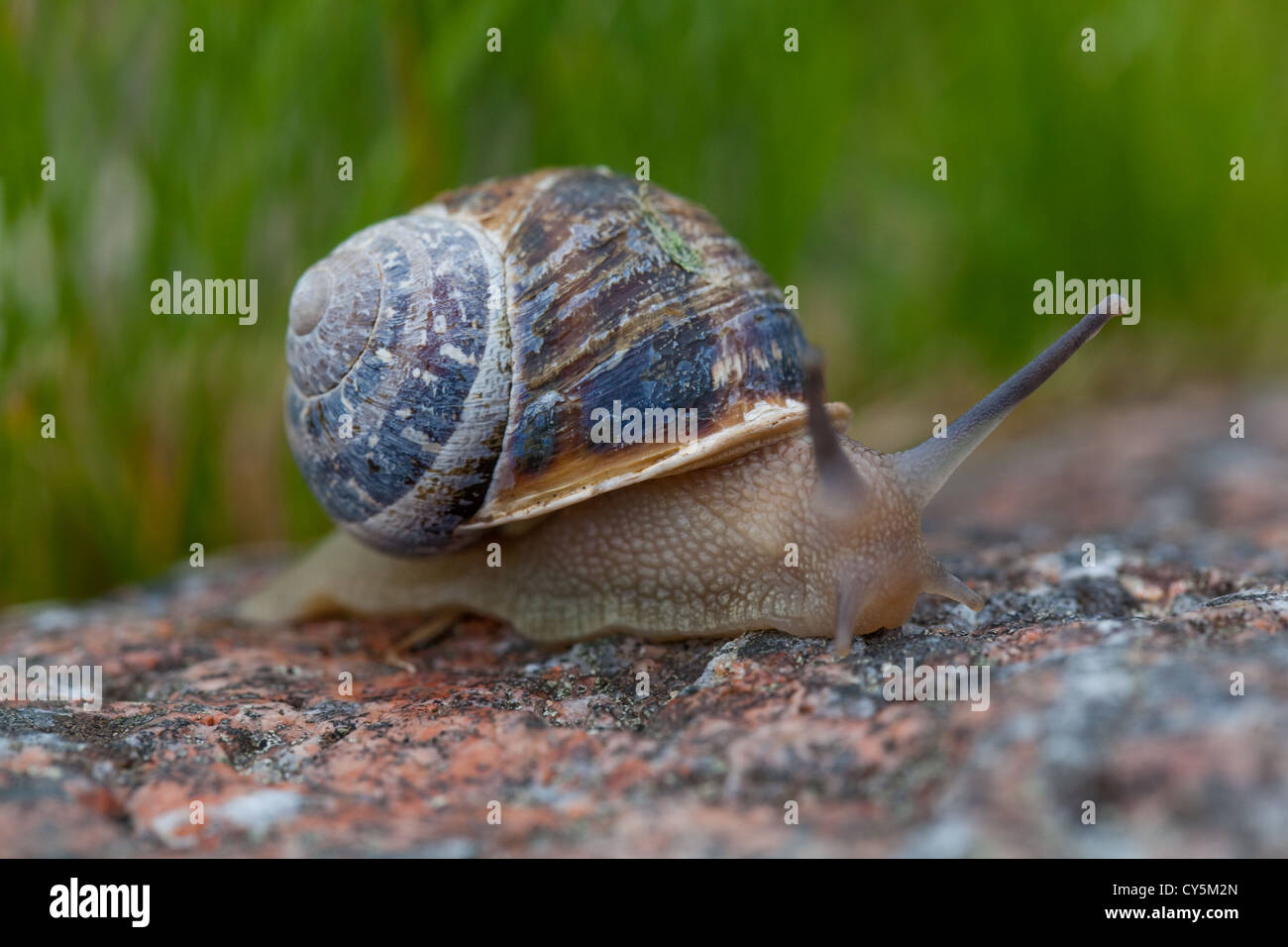 Giardino lumaca (Helix Aspersa). Sulla roccia di granito. Tentacoli espansi. Iona. Ebridi Interne, costa ovest della Scozia. Foto Stock