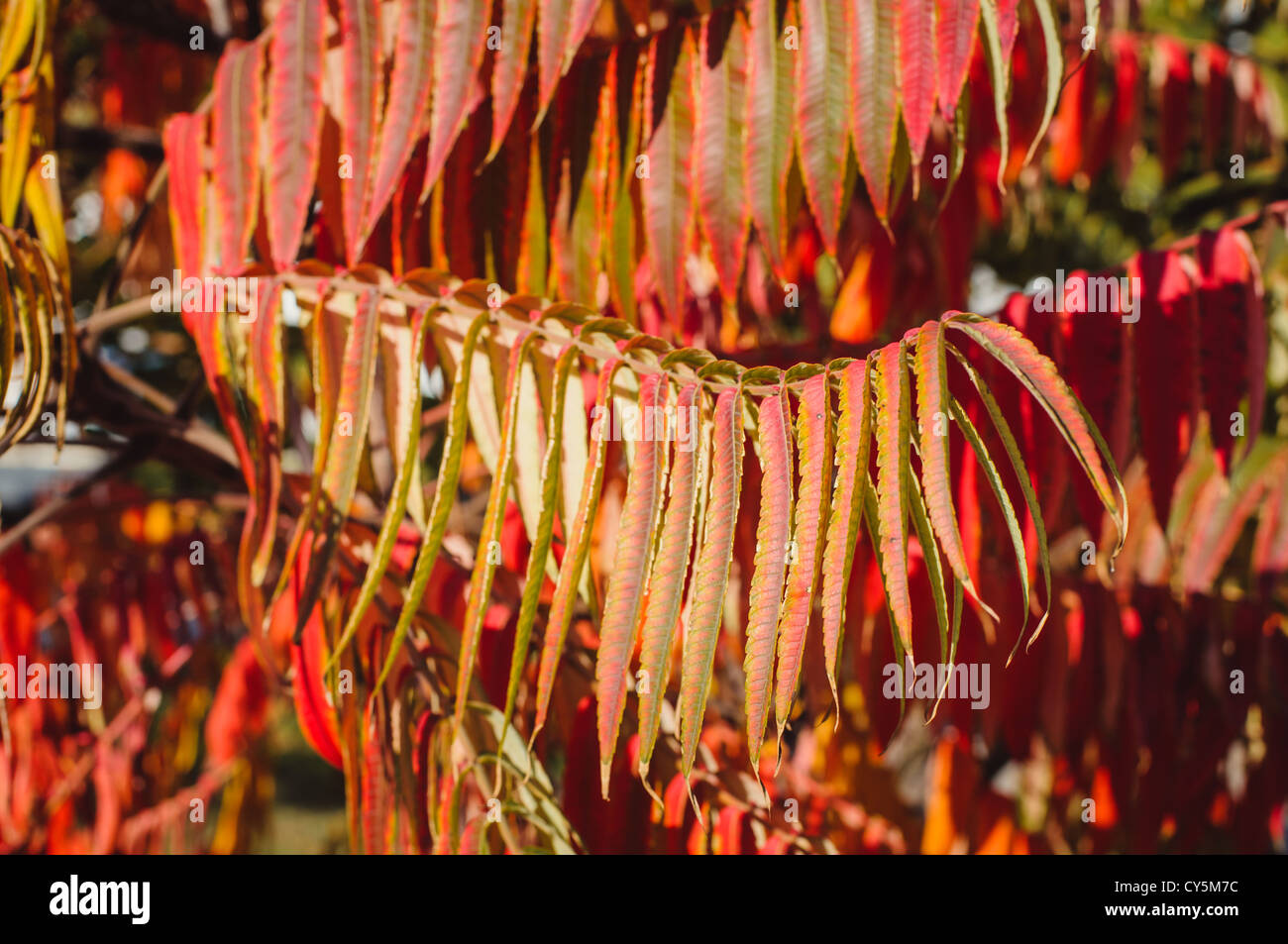 Autunno sfondo con foglie di colore rosso, il fuoco selettivo Foto Stock