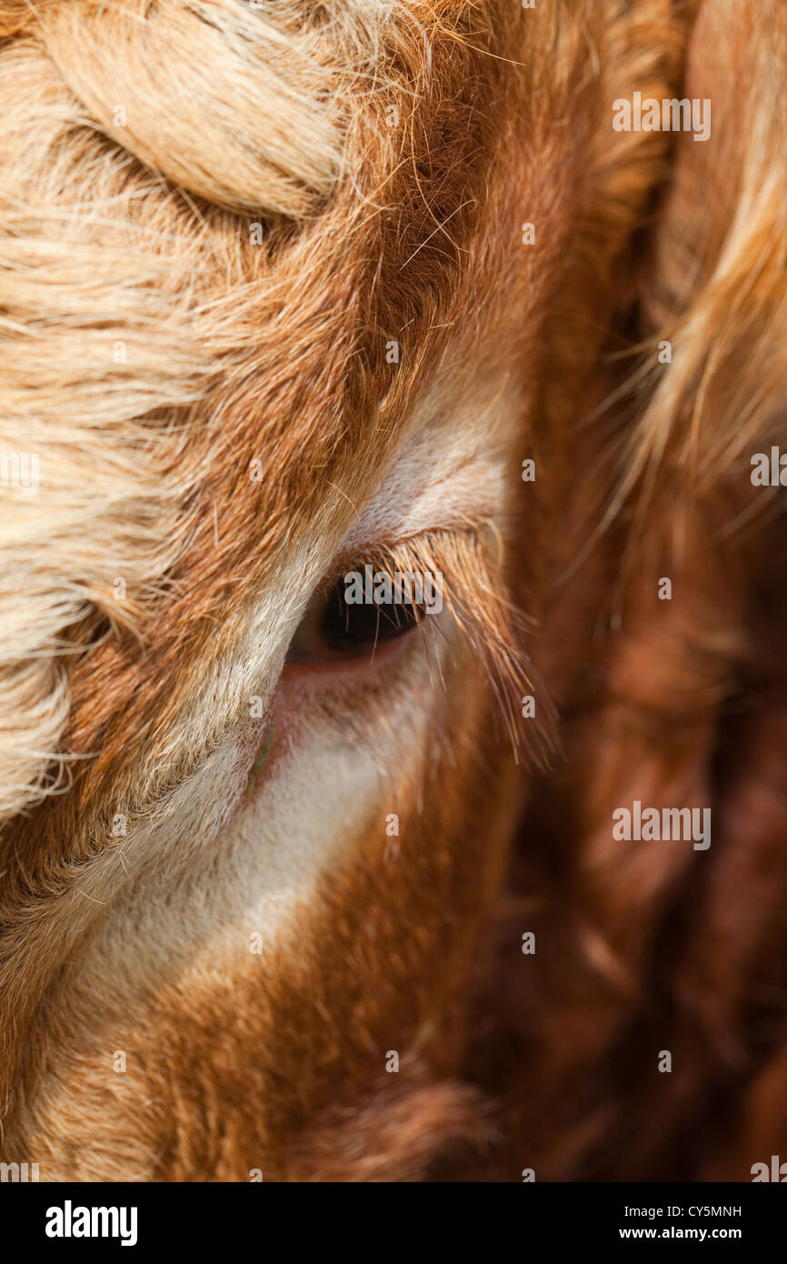 Occhio sinistro e ciglia di un Limousin Bull (Bos taurus). Vista dalla parte anteriore. Foto Stock