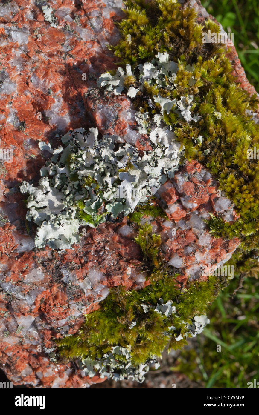 Rosa Pietra di granito, con licheni e muschi di crescita. Feldspar, rosa cristalli di quarzo, di cristalli bianchi. Iona, Ebridi Interne, Scozia Foto Stock