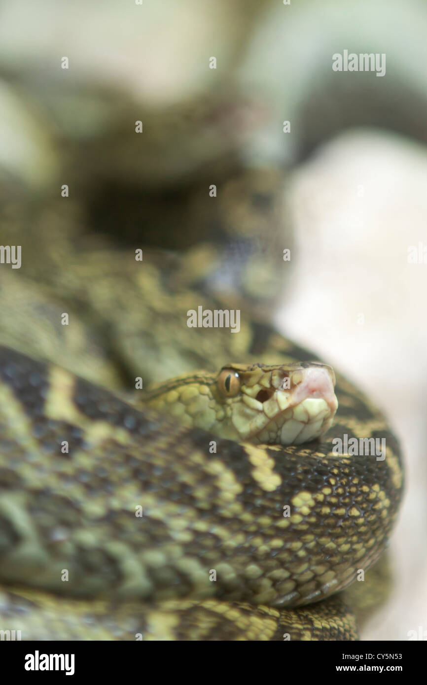 Il Habu in Giappone è il solo serpente velenoso e si trova solo sulle isole di Okinawa. Foto Stock