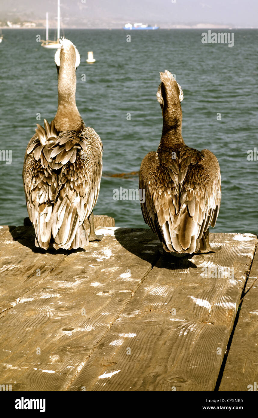 Migliori amici. Foto Stock