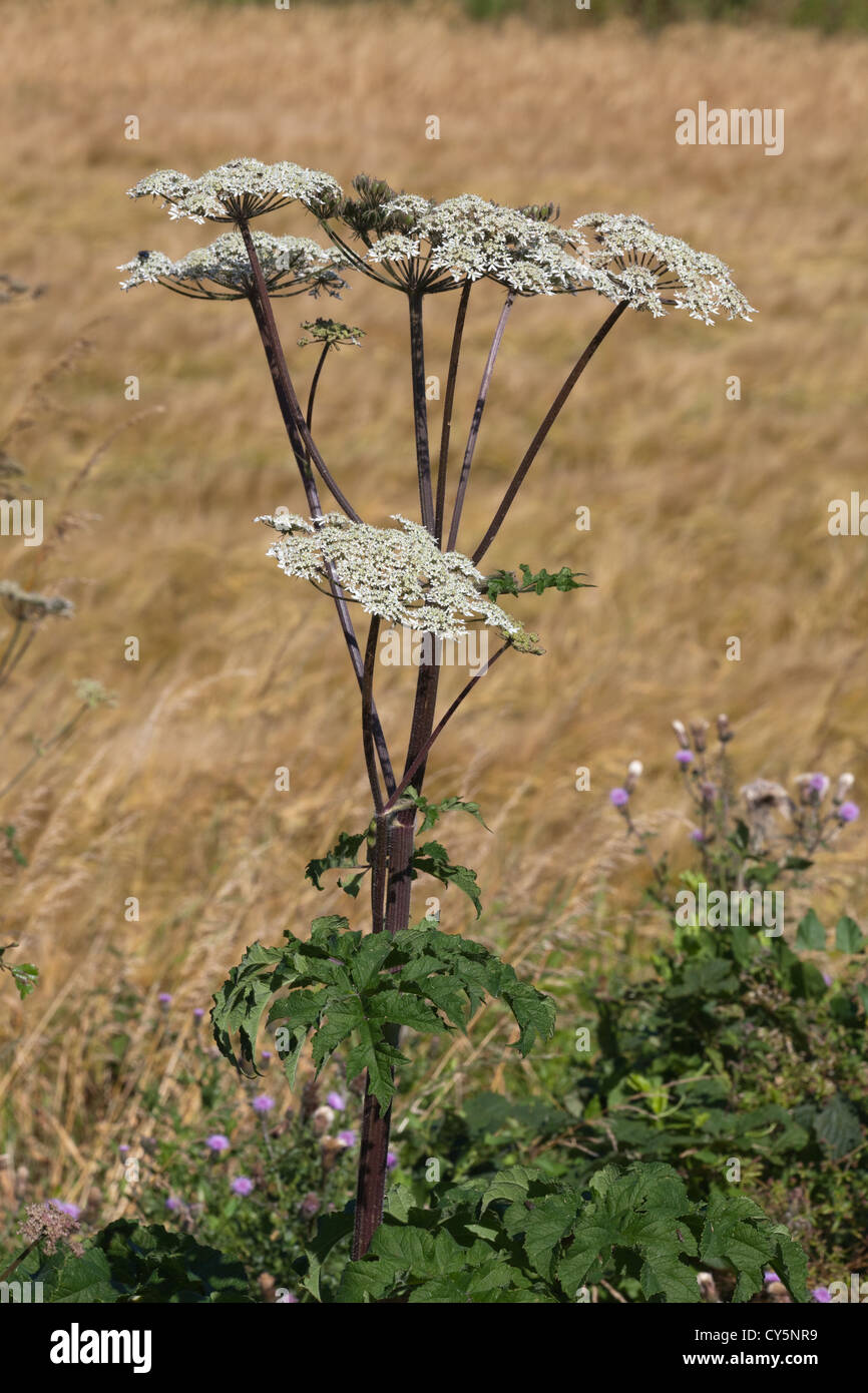 Hogweed o vacca pastinaca (Heracleum sphondylium). Piante in fiore, Luglio. Norfolk. Foto Stock