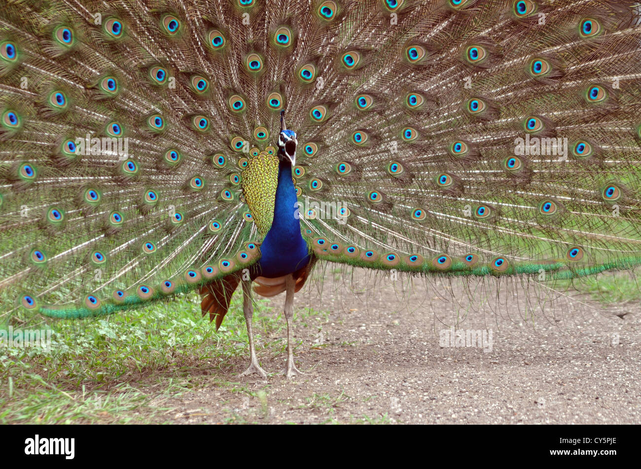 Dancing Peacock uno delle più belle uccello a guardare Foto Stock