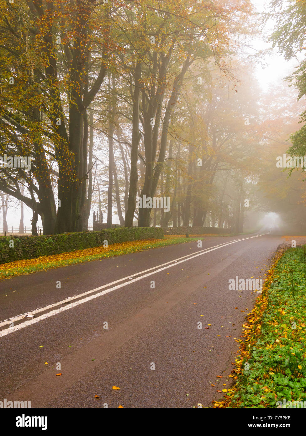 Un paese di nebbia road con faggi la visualizzazione di colore di autunno. Foto Stock