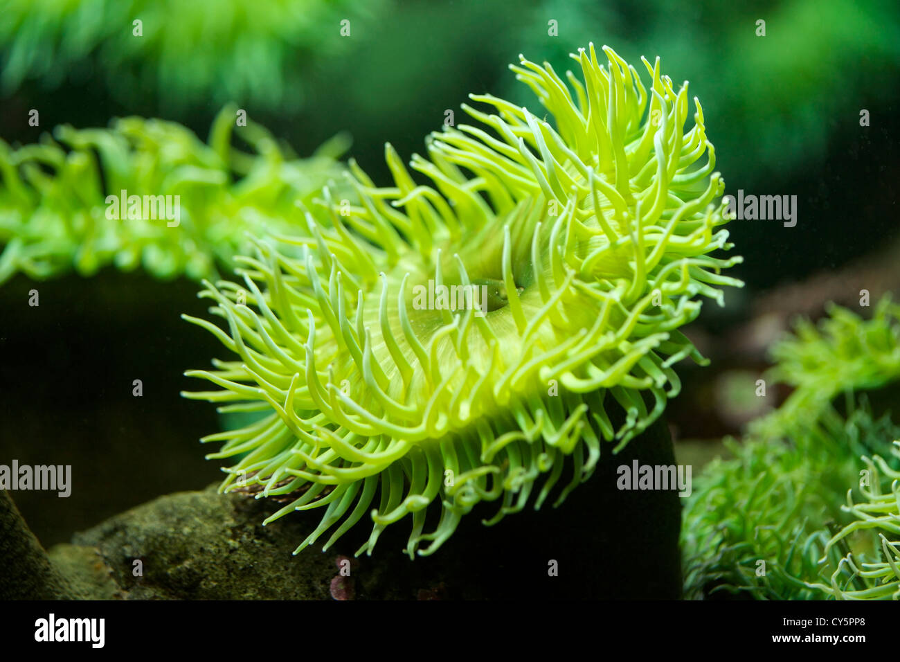 Vista ravvicinata del gigante verde mare Anemone, Anthopleura xanthogrammica Foto Stock