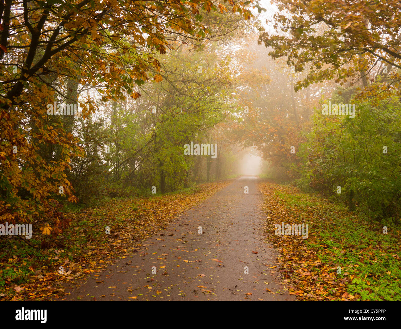 Un paese di nebbia strada attraverso gli alberi la visualizzazione di colore di autunno. Foto Stock