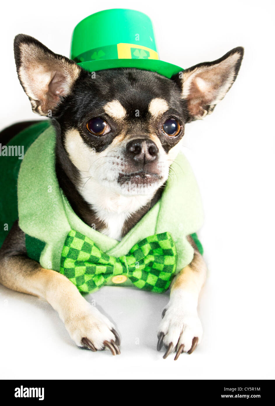 La festa di san Patrizio Chihuahua vestito come leprechaun nel cappello verde e il filtro bow tie Foto Stock