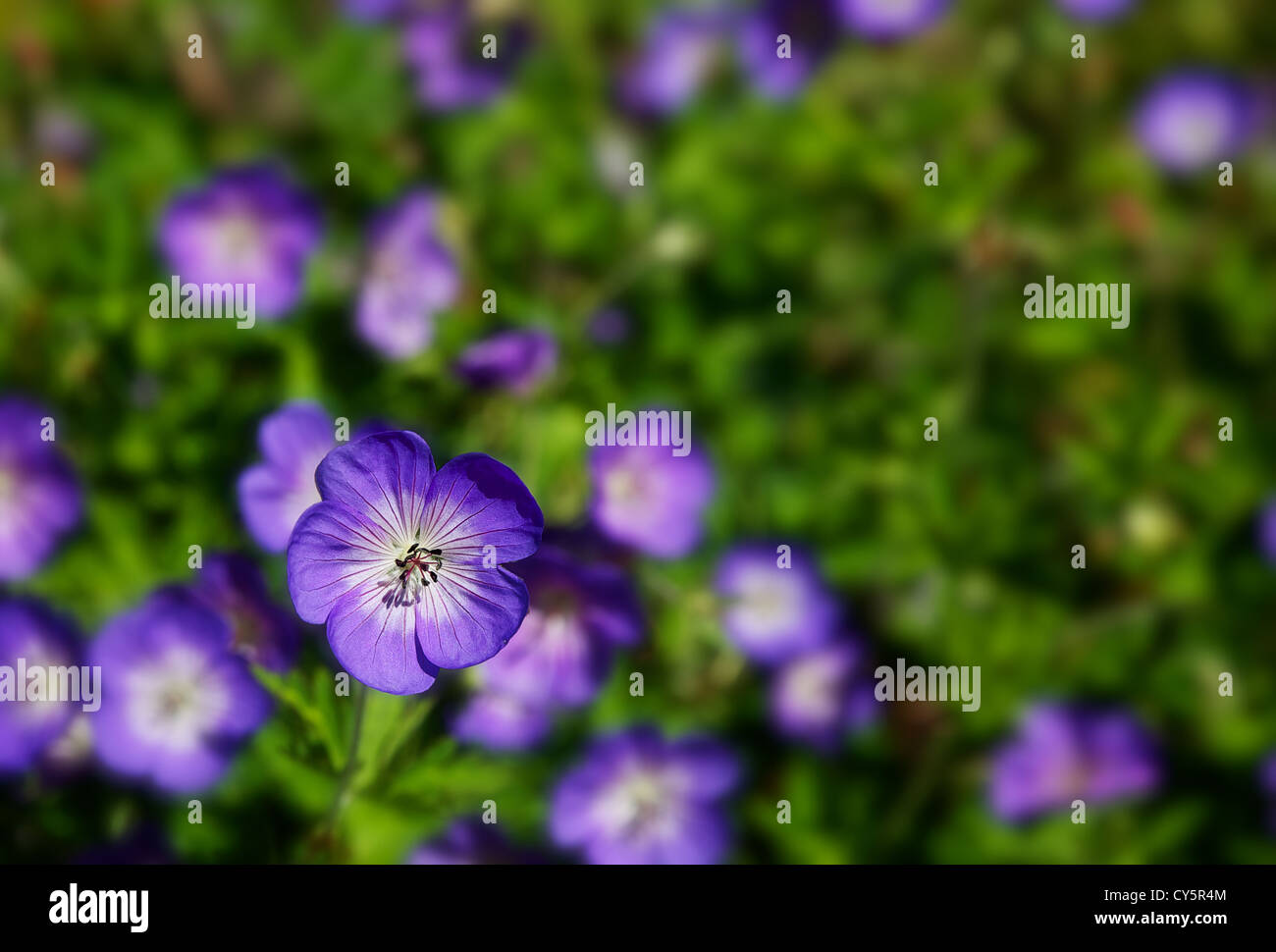 Ripresa macro di un viola selvatica gerani con una profondità di campo ridotta e soft focus fiori in background Foto Stock