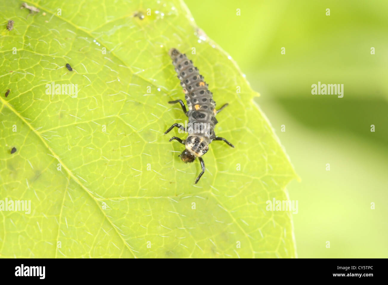 Le larve della coccinella o Ladybug, Coccinellidae famiglia Foto Stock