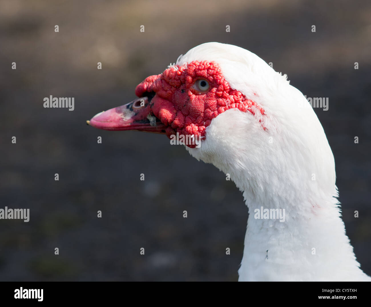 La Moscovia o d'anatra si distingue per il colore rosso della pelle del viso Foto Stock