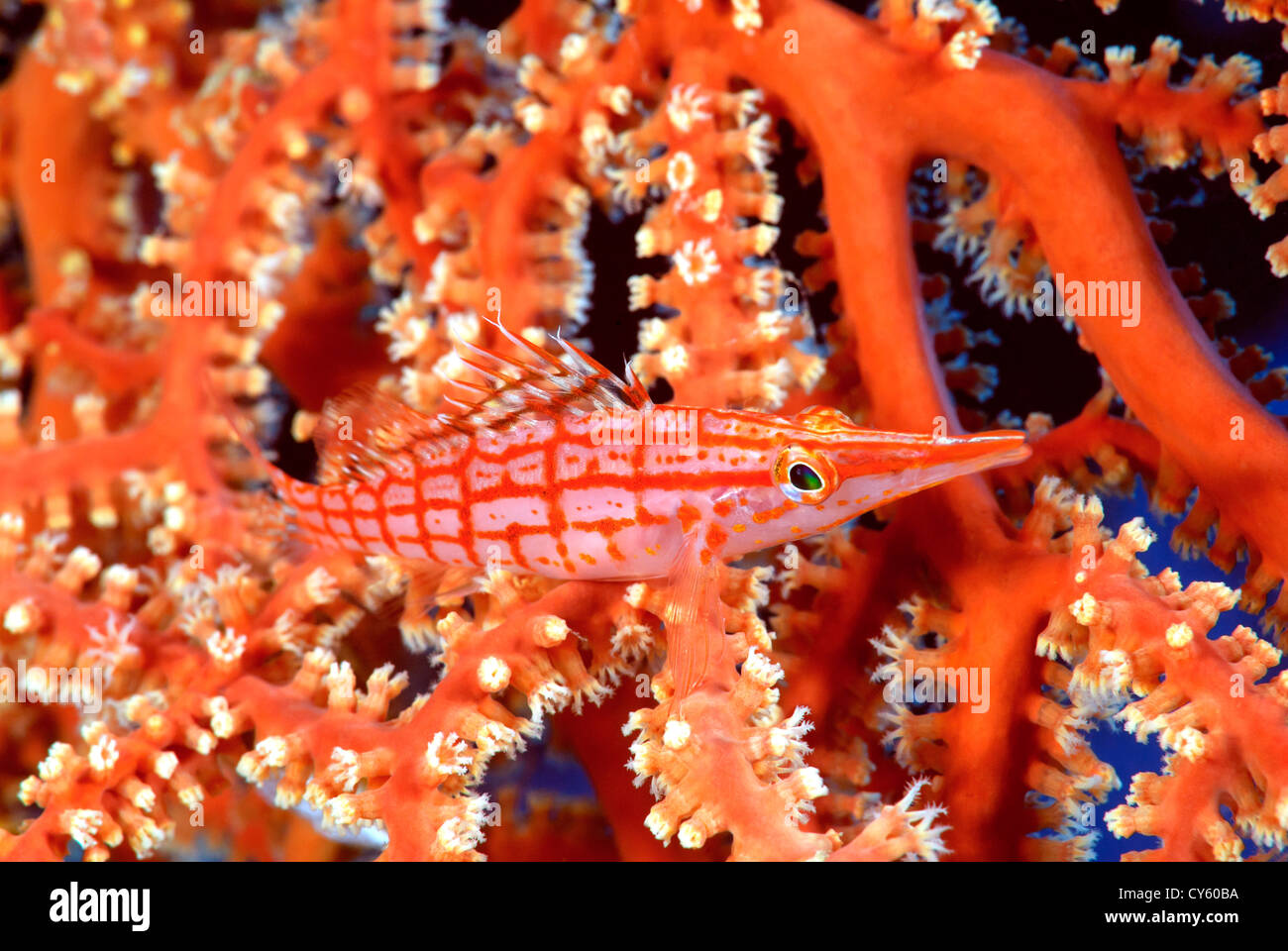 Longnose Hawkfish, Oxycirrhites typus in un Soft Coral, della Grande Barriera Corallina, Coral Sea, Oceano Pacifico del Sud, Queensland Australia Foto Stock