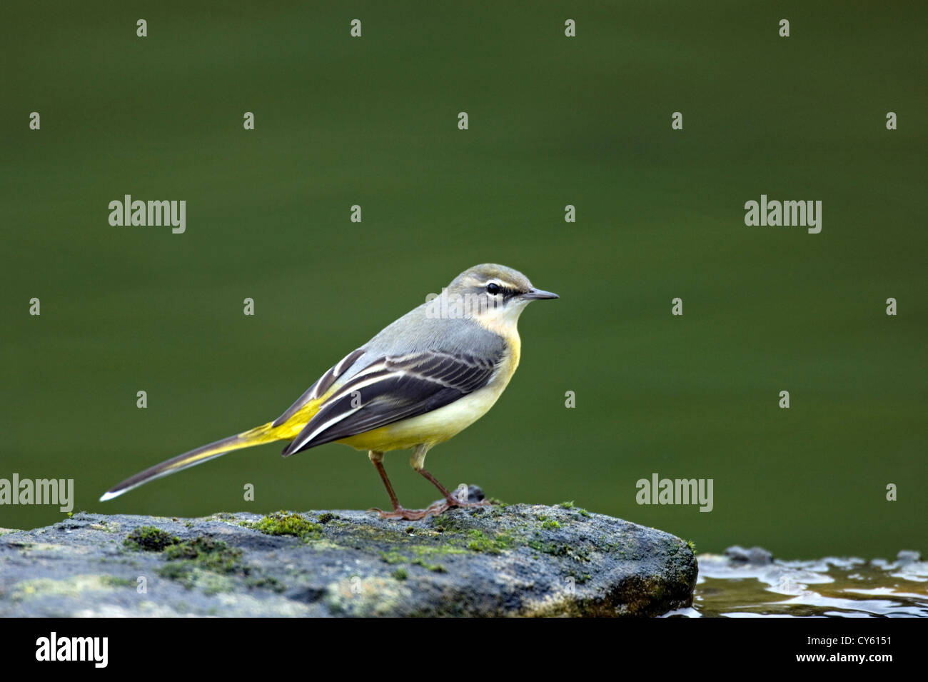 Wagtail grigio (Motacilla cinerea) Foto Stock