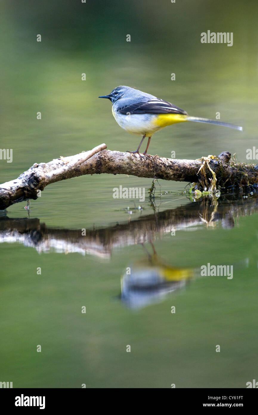 Wagtail grigio (Motacilla cinerea) Foto Stock