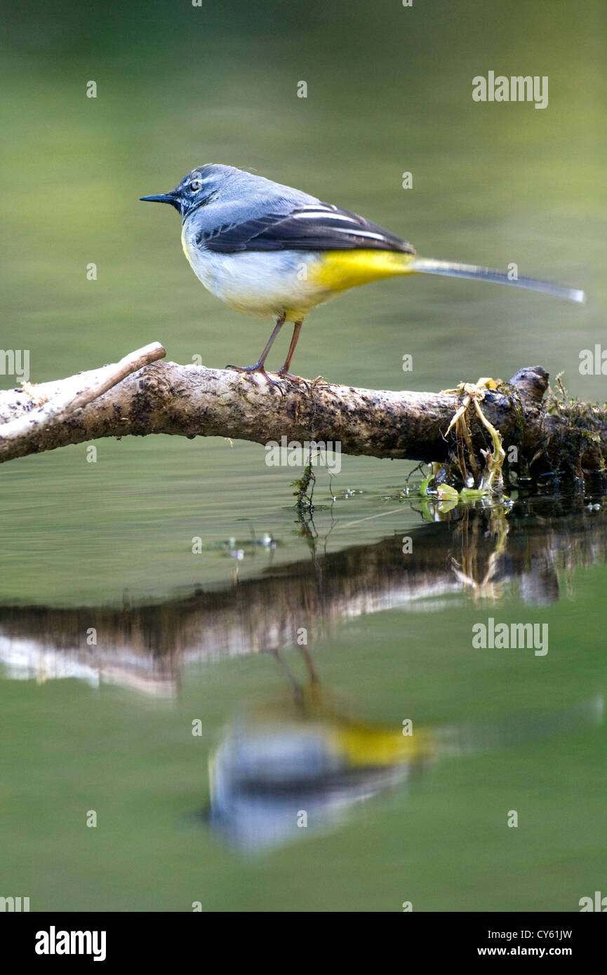 Wagtail grigio (Motacilla cinerea) Foto Stock
